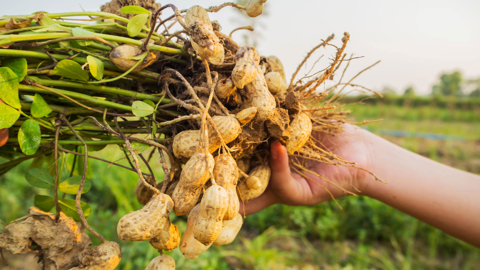 Arachis na Twojej grządce: Sekrety uprawy orzeszków ziemnych, o których milczą agronomowie. Zaskocz sąsiadów swoimi zbiorami!